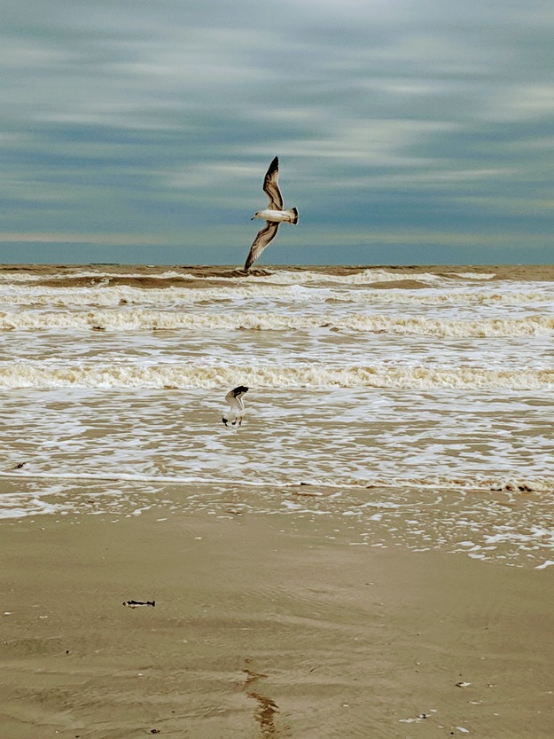 Seagull over the sea