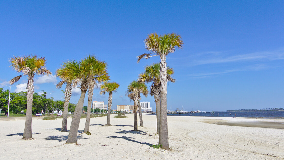 Biloxi beach palm trees