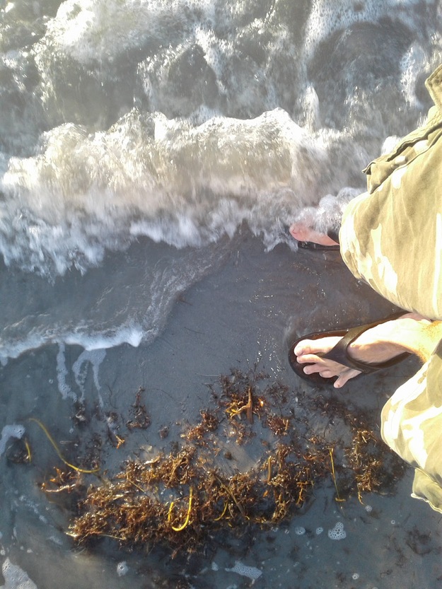 Seaweed