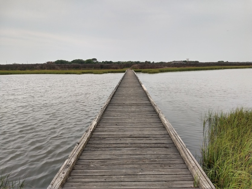Wooden boardwalk