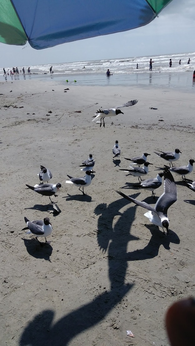 Seagulls