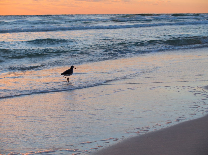 Beach & Bird