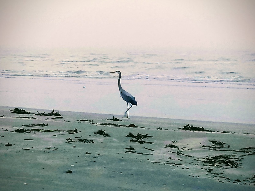 Bird on the beach