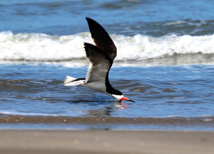 Seagull near the water