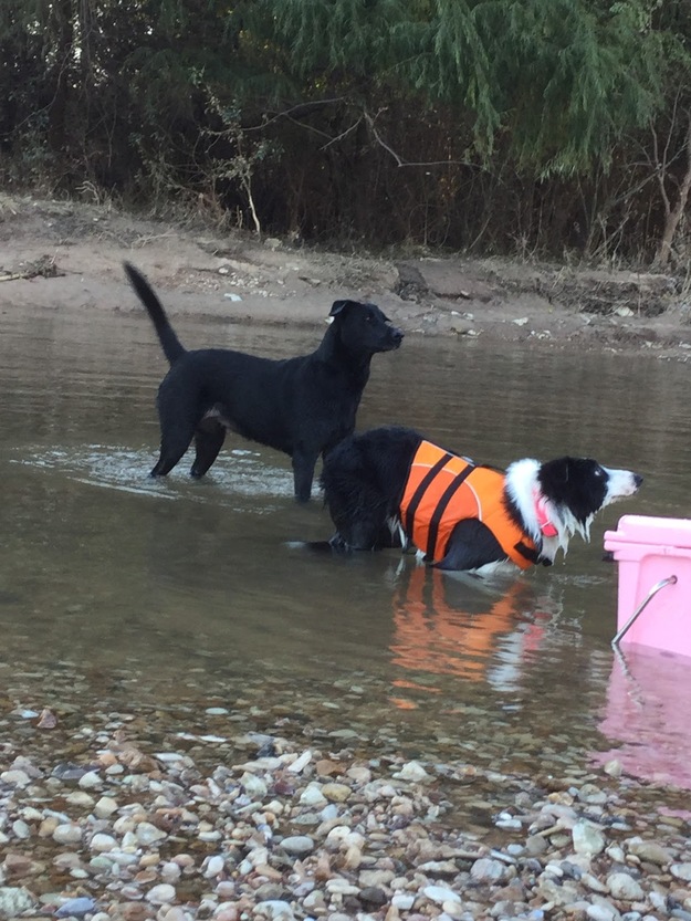 Dogs in the water