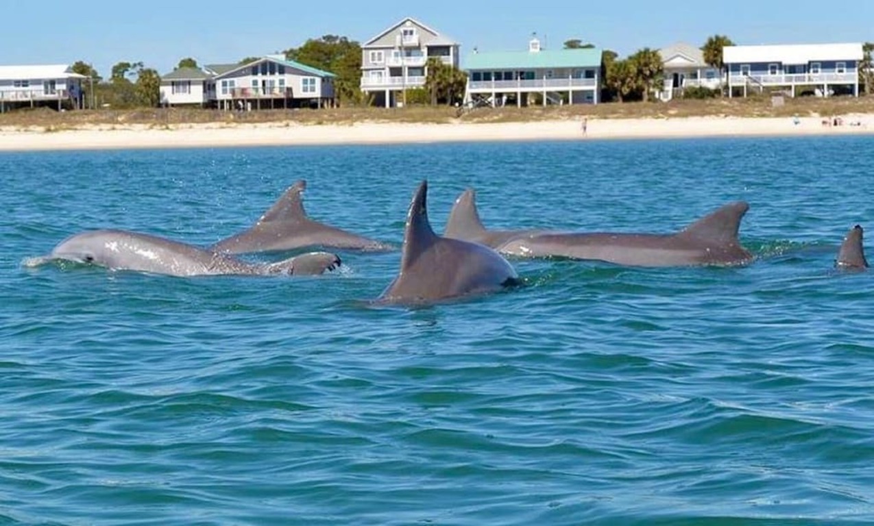 One Particular Harbor - St George Island - Beachfront photo