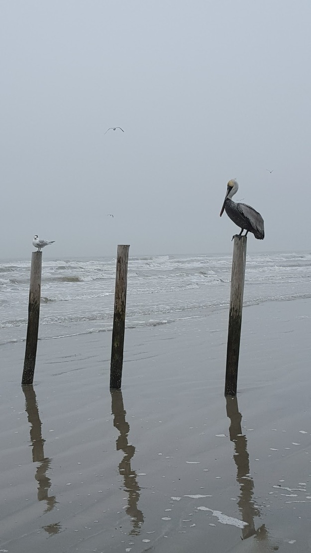 Bird