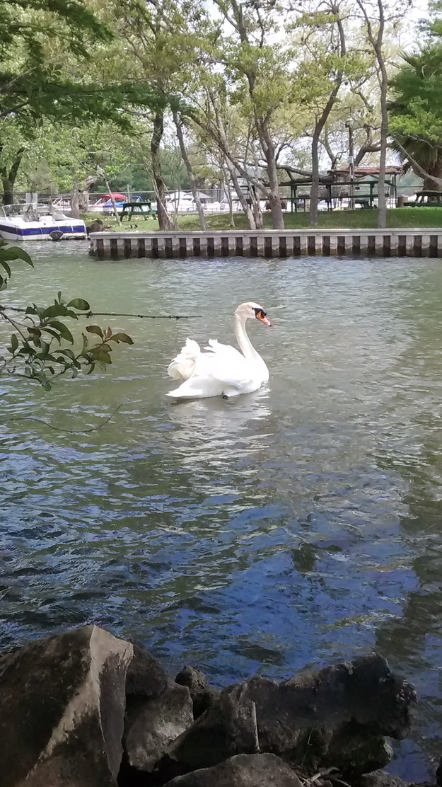 Swan