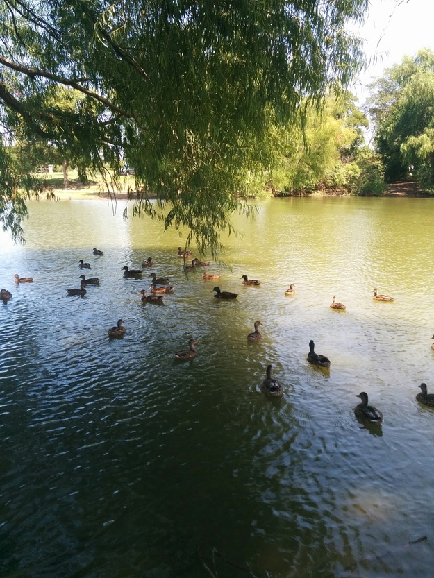 Ducks