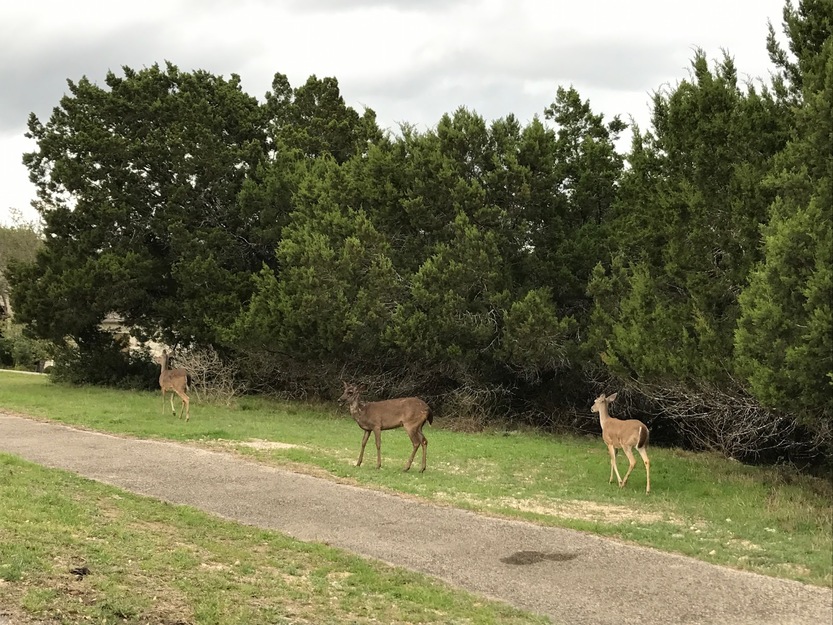 Deer
