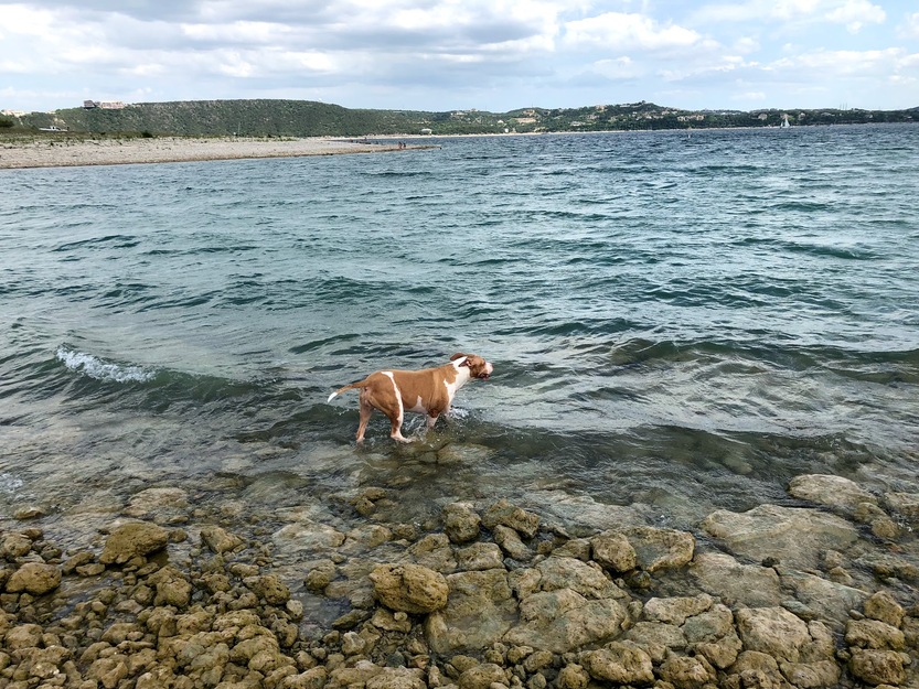 Dog
