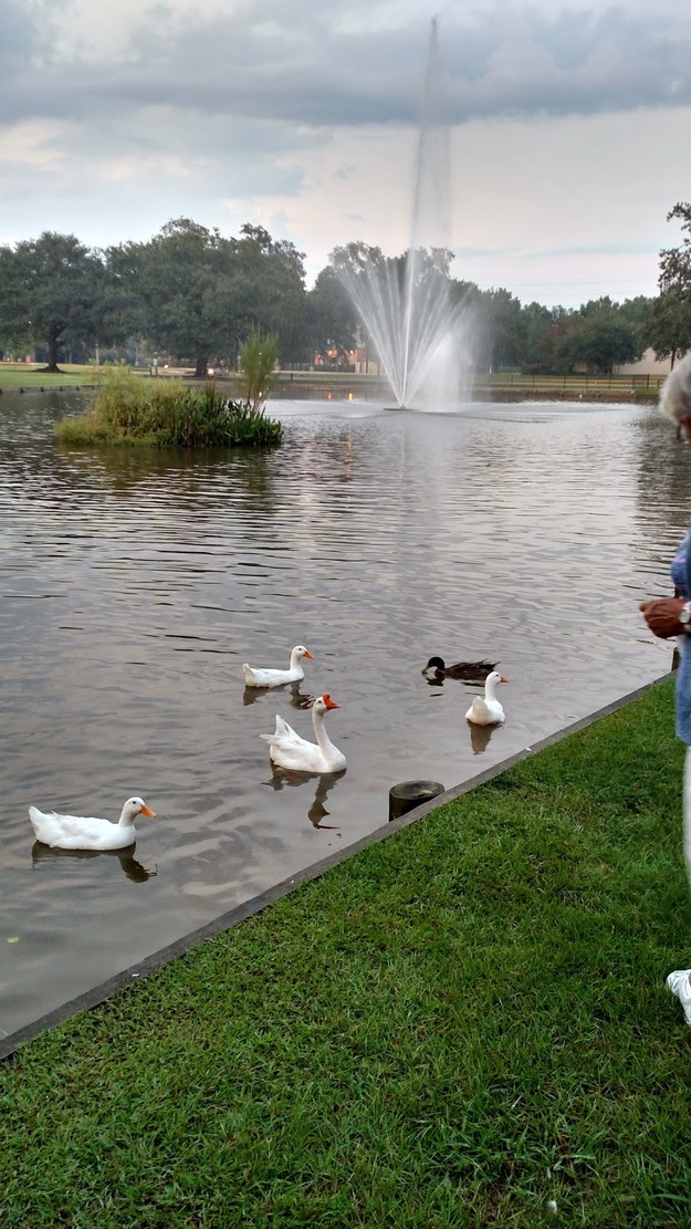 Swans