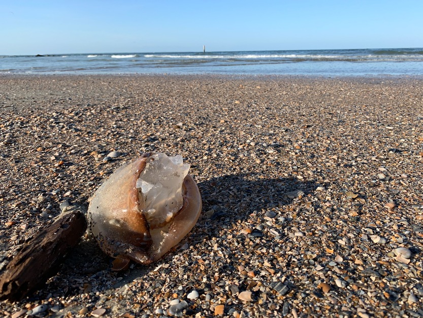 Sea shell