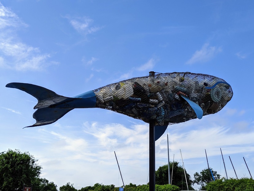 Shark