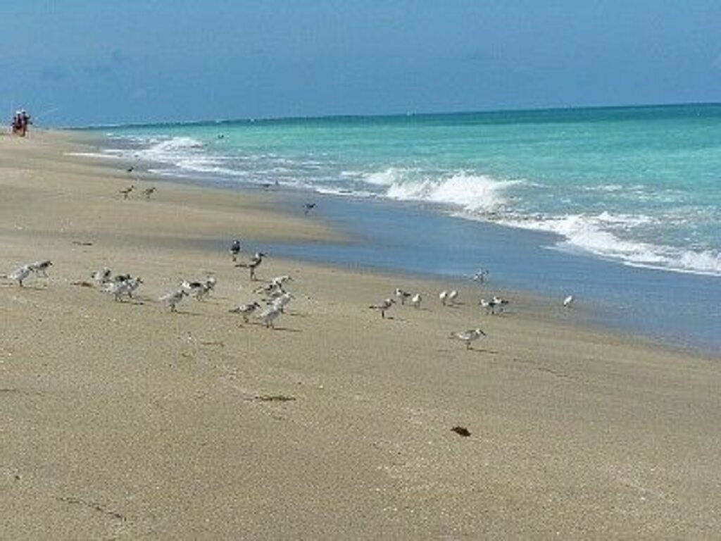 Luxury Ocean Village Beach Condo with 5 Star Reviews with Wifi and all Extras photo
