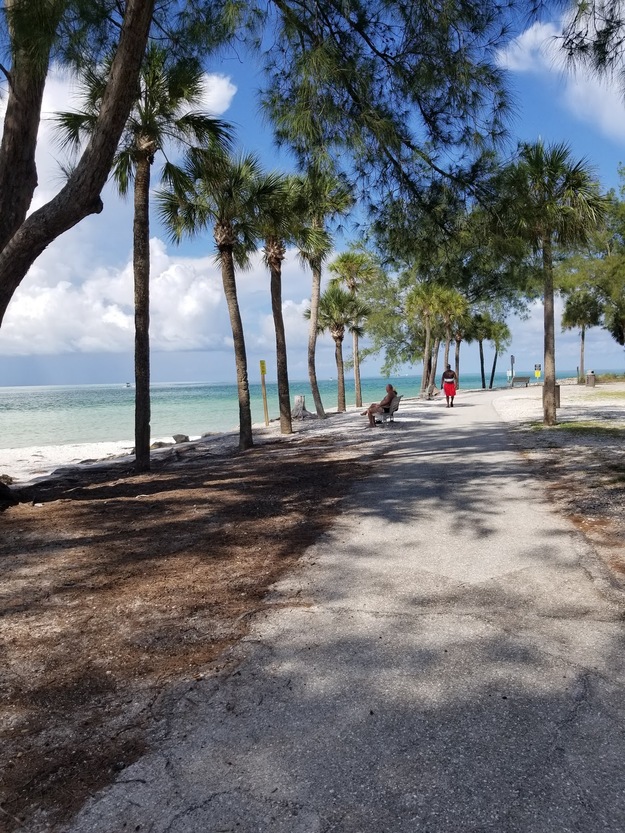 Trees on Coquina Beach