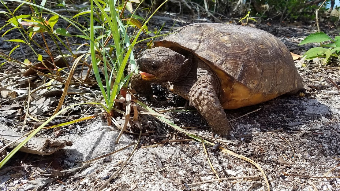 Turtle