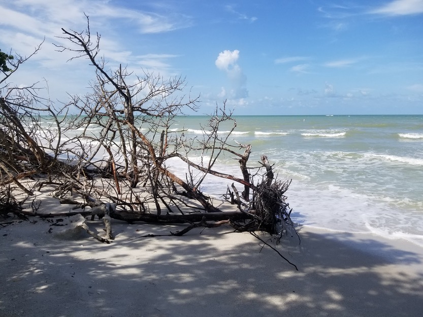 Driftwood on Delnor-Wiggins Pass State Park Beach