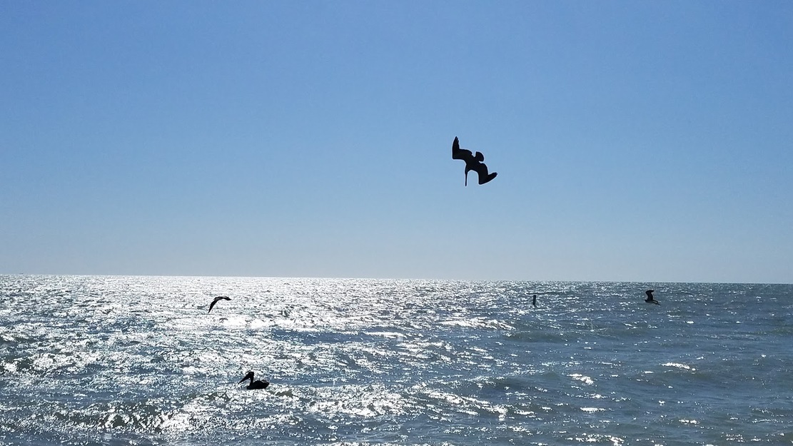 Bird flying over the sea