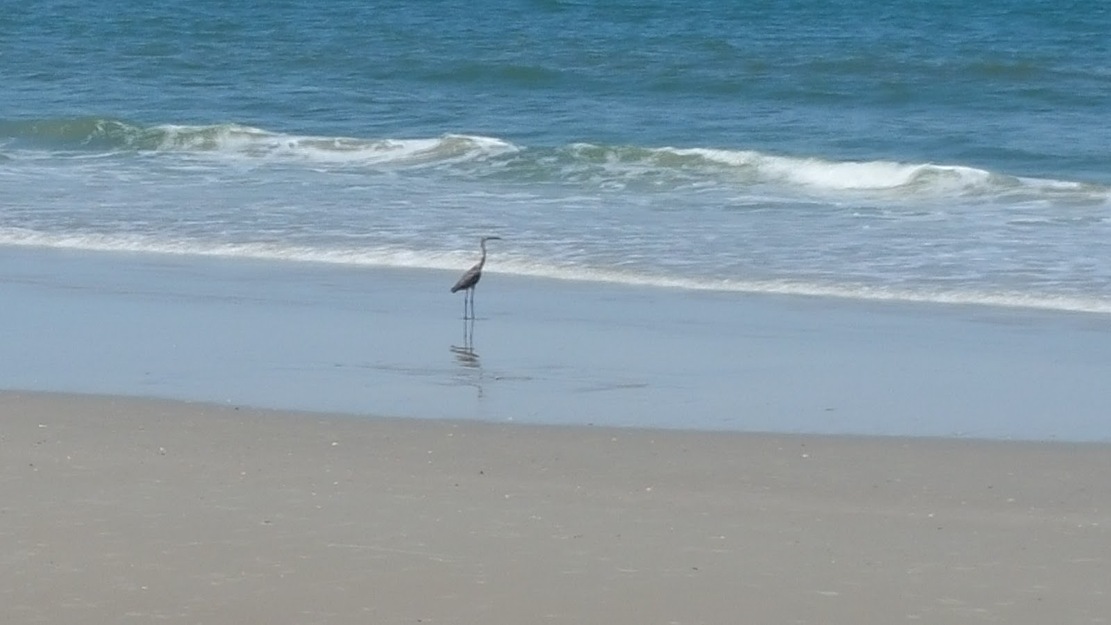 Bird at the sea