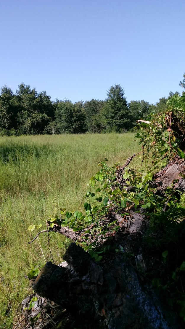 Trees and grass