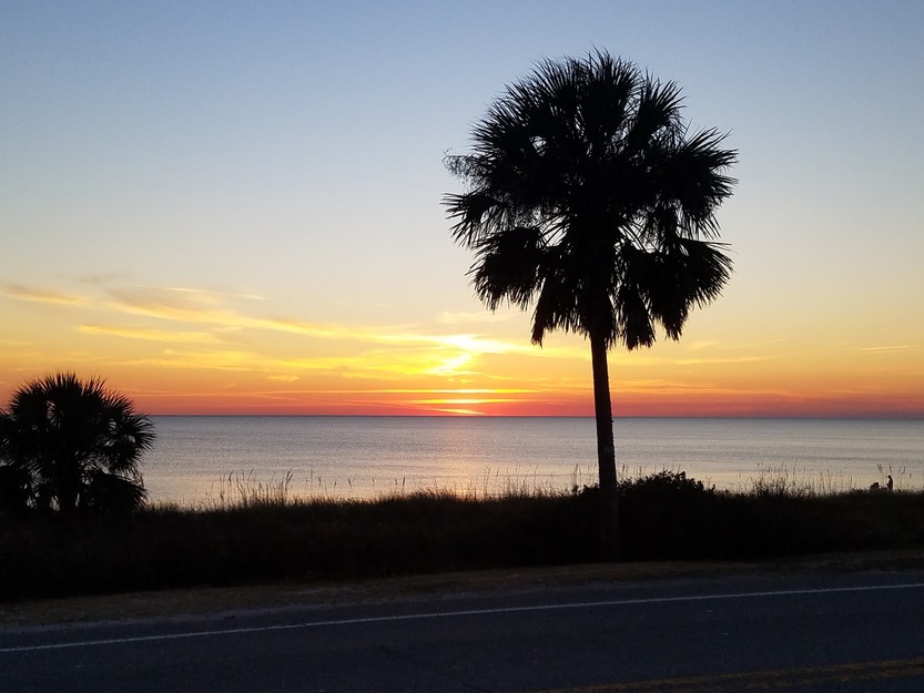 Palm on the beach