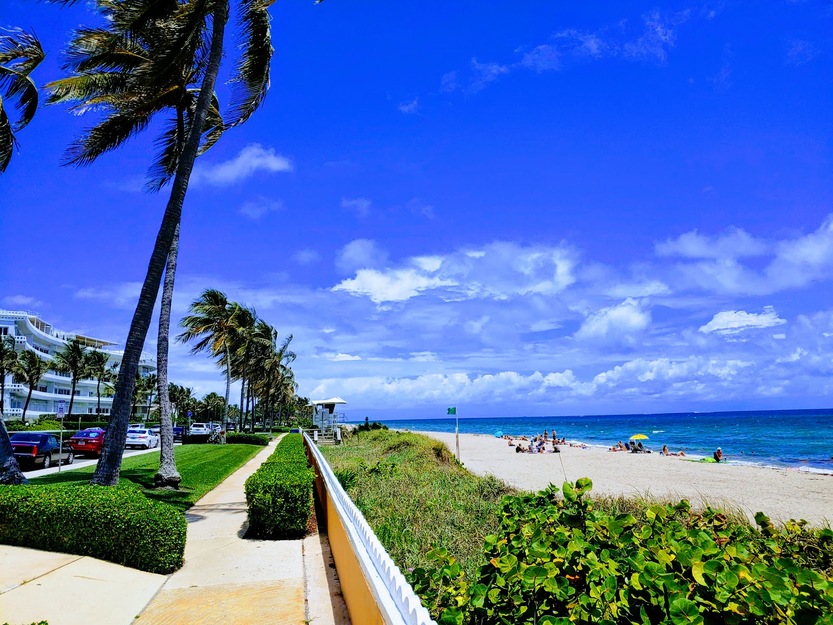 Palms and grass on Palm Beach, Florida