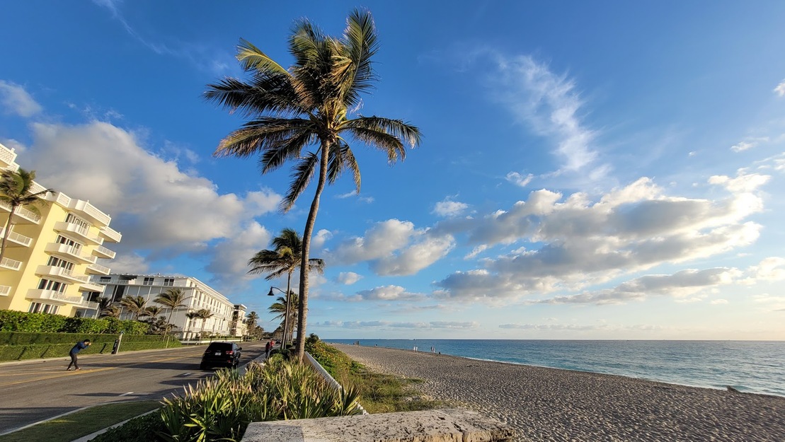 Palm on the beach