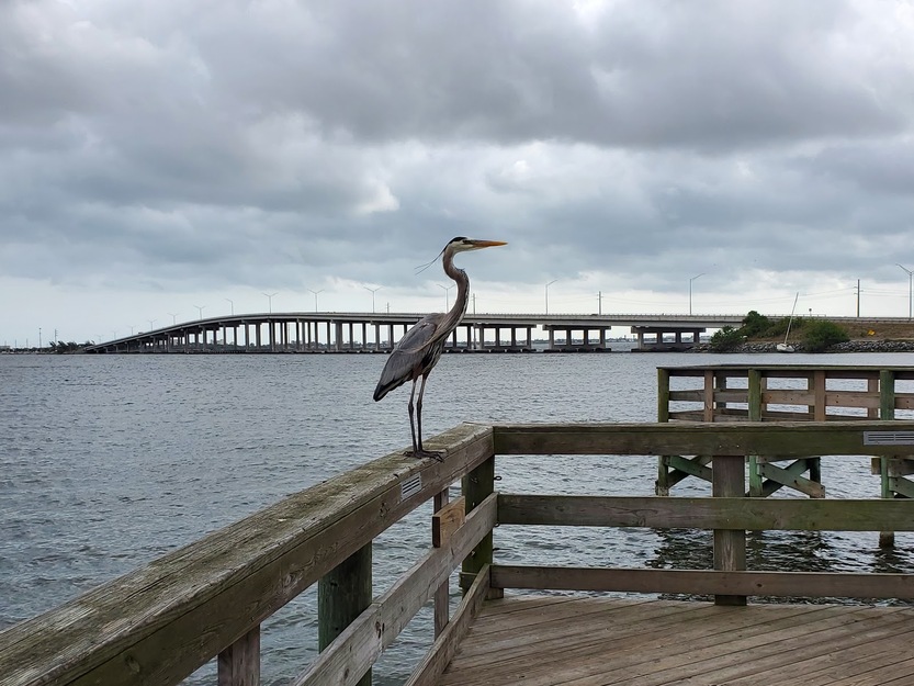 Bird on the fishing pier