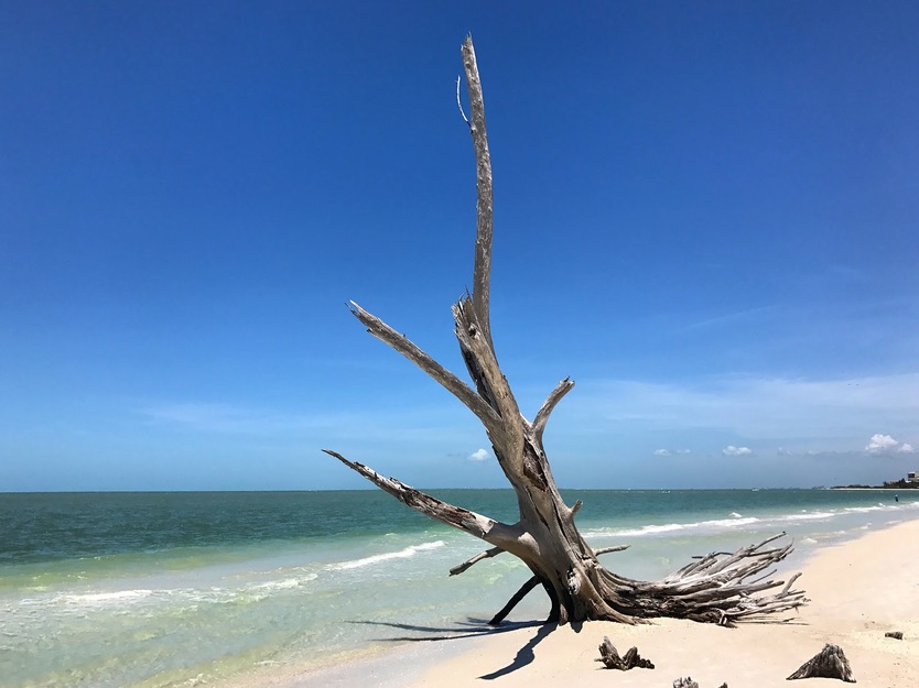 Driftwood on the beach