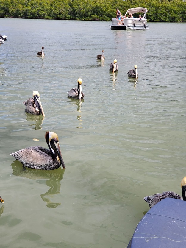 Birdwatching in Lovers Key State Park