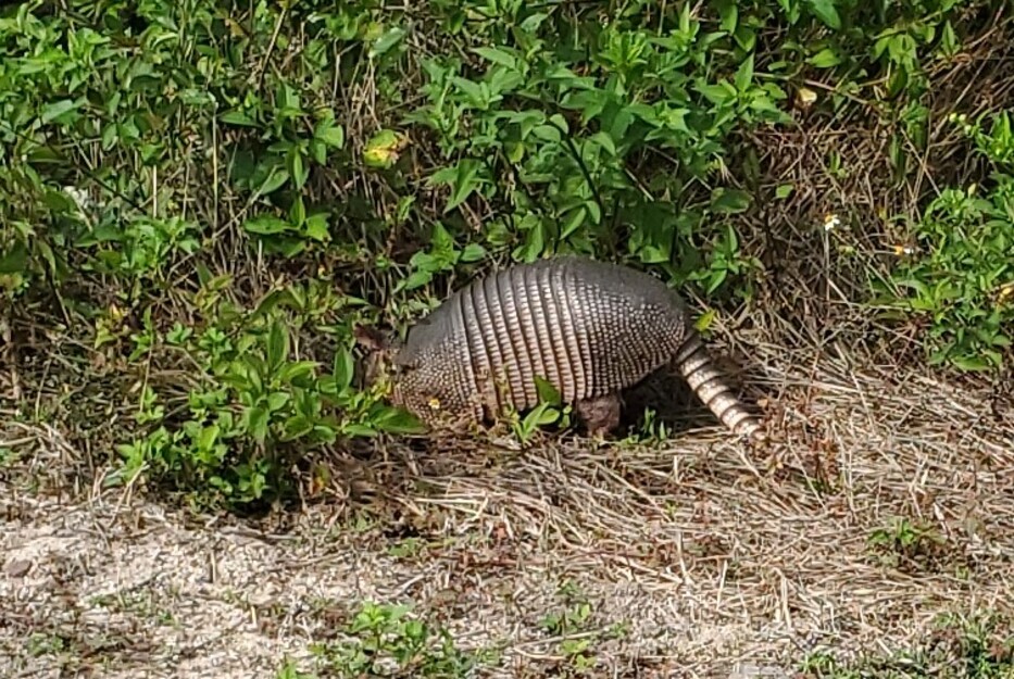 Wildlife on Canaveral National Seashore Beach