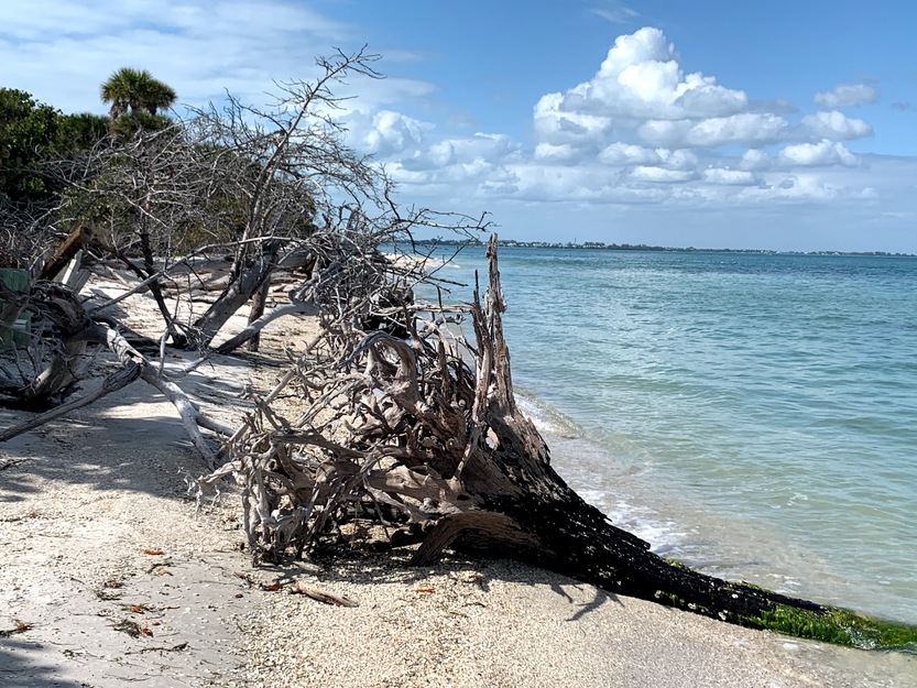 Driftwood on the beach