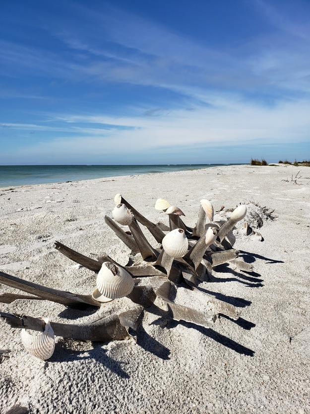 Driftwood and sea shells on the beach