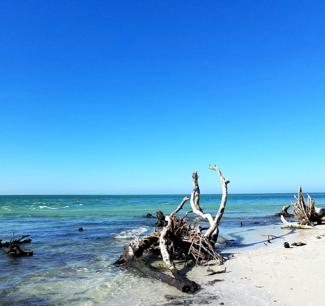 Driftwood on the seashore