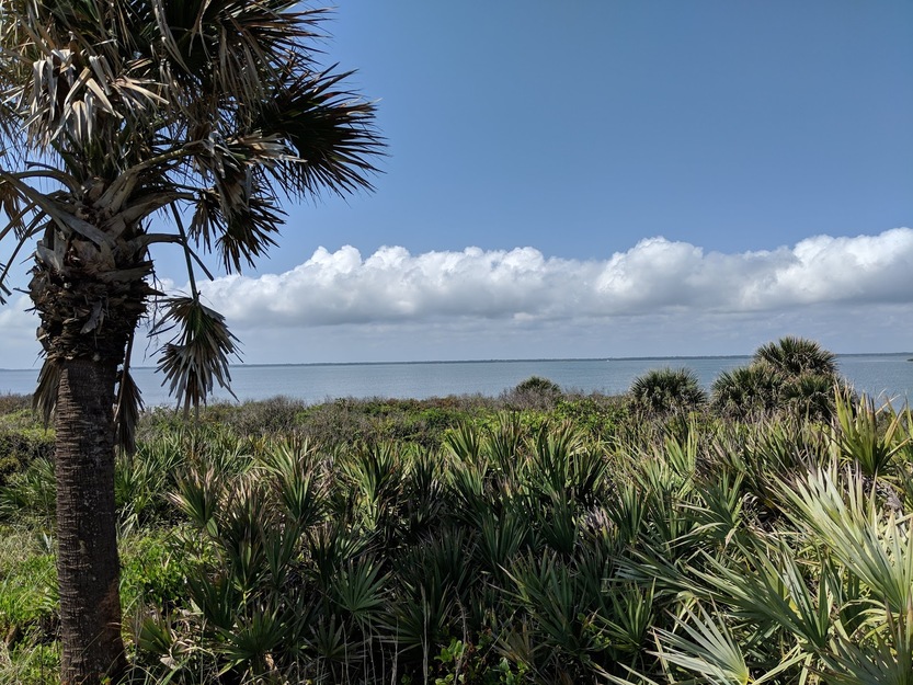 Palms and clouds