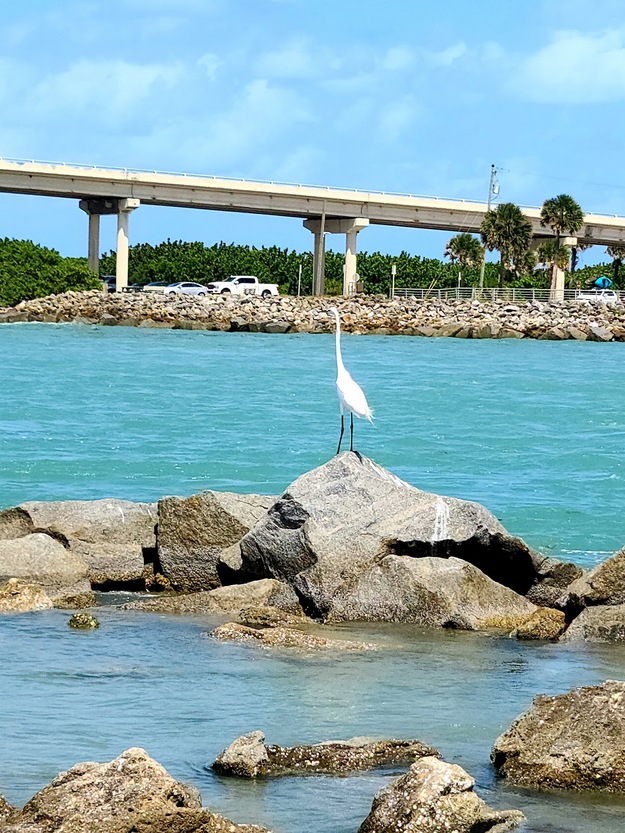 Bird on rocks