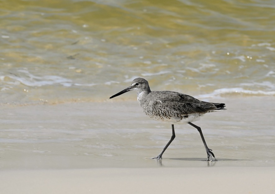 Bird near the water
