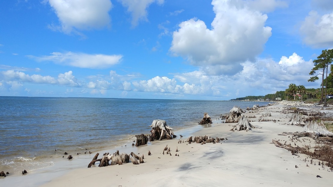 Driftwood on Carrabelle Beach, Florida
