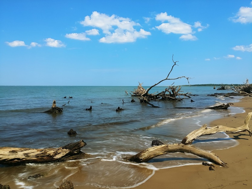 Driftwood on Kathryn Abbey Hanna Park Beach, FL