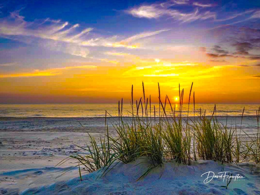 Grass on the beach