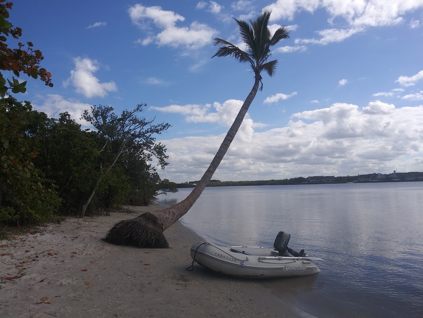 Palm and boat near the sea