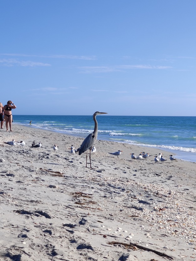 Birds on Stump Pass Beach