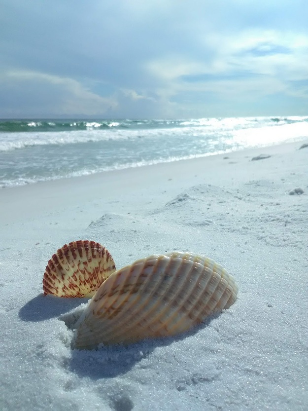 Sea shells on the beach