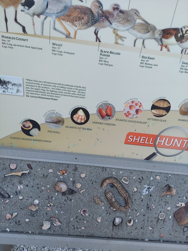 Shelling on Gulfside City Park Beach Florida