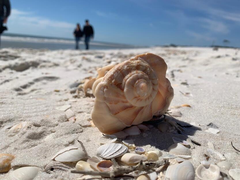 Sea shell on Dog Island Beach FL