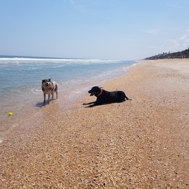 Dogs on South Ponte Vedra Beach FL