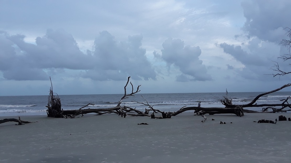 Driftwood on Harbor Island Beach SC