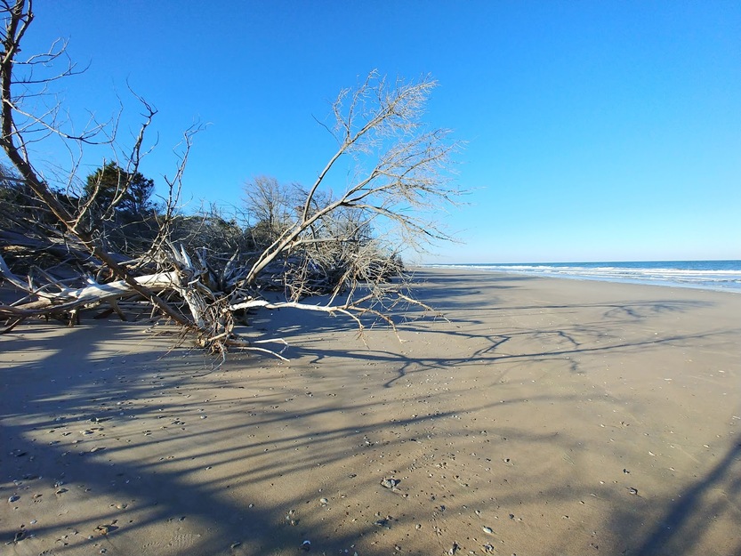 Driftwood on Georgetown Lighthouse Beach