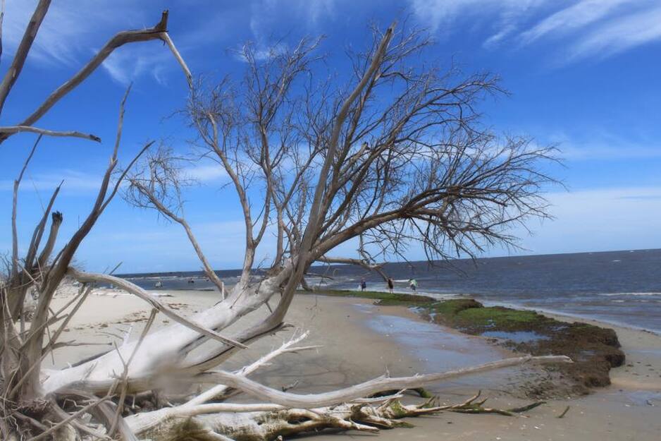 Driftwood on North Island Lighthouse Beach